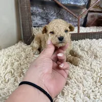 Sage, a female Poodle - Toy  for sale in Saint Joseph, MO – Photo 6 of 6