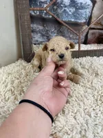 Sage, a female Poodle - Toy  for sale in Saint Joseph, MO – Photo 6 of 6