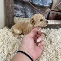 Sage, a female Poodle - Toy  for sale in Saint Joseph, MO – Photo 4 of 6