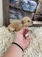 Sage, a female Poodle - Toy  for sale in Saint Joseph, MO – Photo 4 of 6