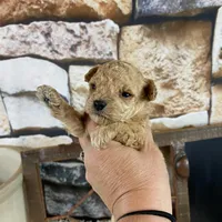 Sage, a female Poodle - Toy  for sale in Saint Joseph, MO – Photo 2 of 6