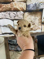 Sage, a female Poodle - Toy  for sale in Saint Joseph, MO – Photo 2 of 6