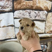 Sage, a female Poodle - Toy  for sale in Saint Joseph, MO – Photo 1 of 6