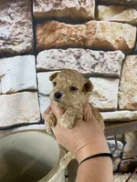 Sage, a female Poodle - Toy  for sale in Saint Joseph, MO – Photo 1 of 6