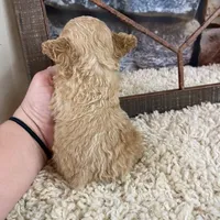 Sage, a female Poodle - Toy  for sale in Saint Joseph, MO – Photo 3 of 6