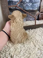 Sage, a female Poodle - Toy  for sale in Saint Joseph, MO – Photo 3 of 6