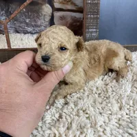Sage, a female Poodle - Toy  for sale in Saint Joseph, MO – Photo 5 of 6