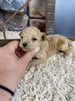 Sage, a female Poodle - Toy  for sale in Saint Joseph, MO – Photo 5 of 6