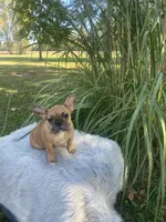 Kane, a male French Bulldog for sale in Saint Joseph, MO – 3 of 7
