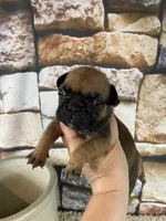 Buster, a male French Bulldog for sale in Saint Joseph, MO – 7 of 8