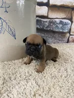 Buster, a male French Bulldog for sale in Saint Joseph, MO – 2 of 8