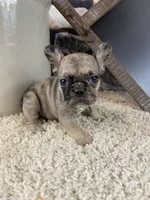 Kimmy, a female French Bulldog for sale in Saint Joseph, MO – 4 of 8