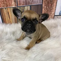 Mia, a female French Bulldog for sale in Saint Joseph, MO – Photo 1 of 8