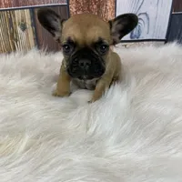 Mia, a female French Bulldog for sale in Saint Joseph, MO – Photo 5 of 8