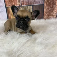 Mia, a female French Bulldog for sale in Saint Joseph, MO – Photo 7 of 8