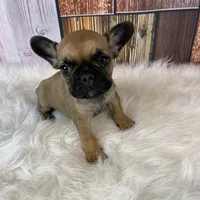 Mia, a female French Bulldog for sale in Saint Joseph, MO – Photo 8 of 8