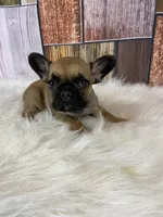 processed/a4c1cf1b-4804-4583-ab39-01b54730f9db/listing/152c9d74-ba2b-49de-a292-46bab5fade4e/c41e249d-6c1c-4b2c-a743-ec1aa70e897e