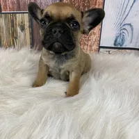 Mia, a female French Bulldog for sale in Saint Joseph, MO – Photo 6 of 8