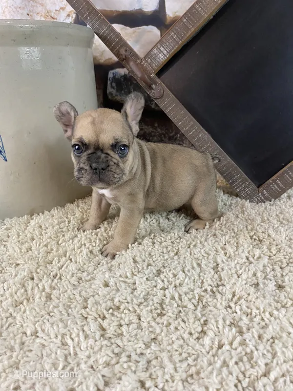 Jax – French Bulldog puppy for sale in Saint Joseph, MO