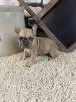 Jax, a male French Bulldog for sale in Saint Joseph, MO – 1 of 7