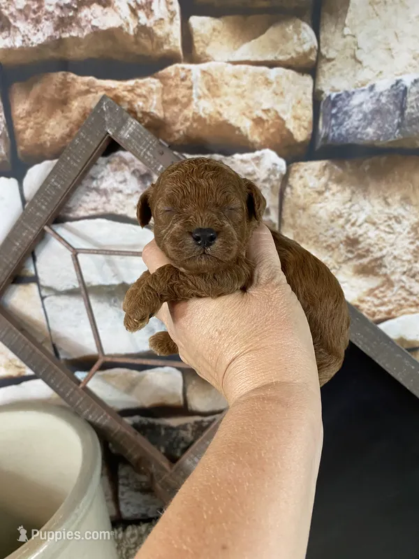 Calvin – Poodle - Toy  puppy for sale in Saint Joseph, MO