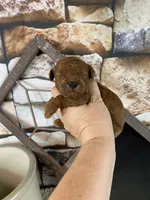 Calvin, a male Poodle - Toy  for sale in Saint Joseph, MO – 2 of 5