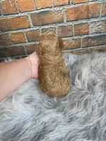Toby, a male Poodle - Toy  for sale in Saint Joseph, MO – 4 of 5