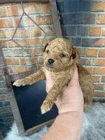 Toby, a male Poodle - Toy  for sale in Saint Joseph, MO – 1 of 5