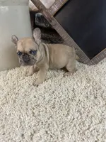 Jax, a male French Bulldog for sale in Saint Joseph, MO – 7 of 7