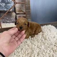 Parker, a male Poodle - Toy  for sale in Saint Joseph, MO – Photo 2 of 6