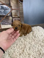 processed/a4c1cf1b-4804-4583-ab39-01b54730f9db/listing/21958f87-b035-4b64-9b4d-e30c6d11f199/4d7ad89a-f38c-42bd-996f-84e76a78e77a