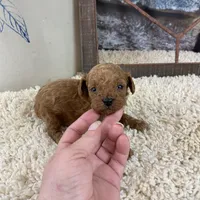 Parker, a male Poodle - Toy  for sale in Saint Joseph, MO – Photo 6 of 6