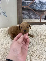 processed/a4c1cf1b-4804-4583-ab39-01b54730f9db/listing/21958f87-b035-4b64-9b4d-e30c6d11f199/51546be6-8a4d-4995-b579-9b5a988acd8f