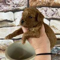 Parker, a male Poodle - Toy  for sale in Saint Joseph, MO – Photo 3 of 6