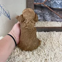 Parker, a male Poodle - Toy  for sale in Saint Joseph, MO – Photo 5 of 6