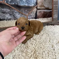 Parker, a male Poodle - Toy  for sale in Saint Joseph, MO – Photo 4 of 6