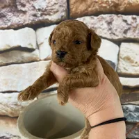 Parker, a male Poodle - Toy  for sale in Saint Joseph, MO – Photo 1 of 6