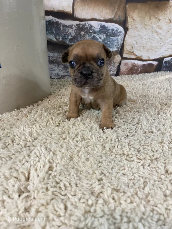 Kane – French Bulldog puppy for sale in Saint Joseph, MO