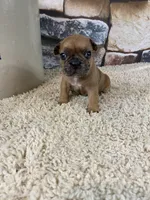Kane, a male French Bulldog for sale in Saint Joseph, MO – 1 of 8