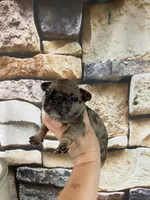 Kimmy, a female French Bulldog for sale in Saint Joseph, MO – 4 of 6
