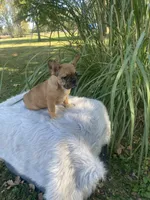 Kane, a male French Bulldog for sale in Saint Joseph, MO – 4 of 7