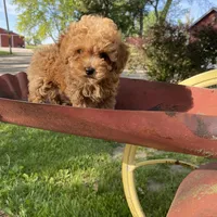Penny REDUCED, a female Poodle - Toy  for sale in Saint Joseph, MO – Photo 7 of 8