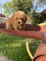 Penny REDUCED, a female Poodle - Toy  for sale in Saint Joseph, MO – Photo 7 of 8