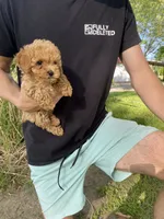 Penny REDUCED, a female Poodle - Toy  for sale in Saint Joseph, MO – Photo 8 of 8