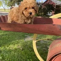 Penny REDUCED, a female Poodle - Toy  for sale in Saint Joseph, MO – Photo 6 of 8