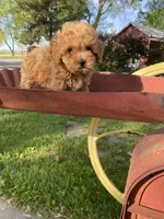 Penny REDUCED, a female Poodle - Toy  for sale in Saint Joseph, MO – Photo 6 of 8