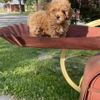 Penny REDUCED, a female Poodle - Toy  for sale in Saint Joseph, MO – Photo 5 of 8