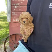 Penny REDUCED, a female Poodle - Toy  for sale in Saint Joseph, MO – Photo 1 of 8