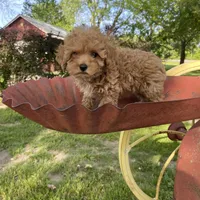 Penny REDUCED, a female Poodle - Toy  for sale in Saint Joseph, MO – Photo 4 of 8