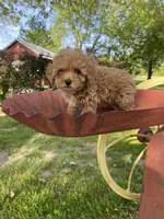 Penny REDUCED, a female Poodle - Toy  for sale in Saint Joseph, MO – Photo 4 of 8